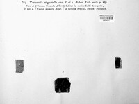 Swinscowia stigmatella image